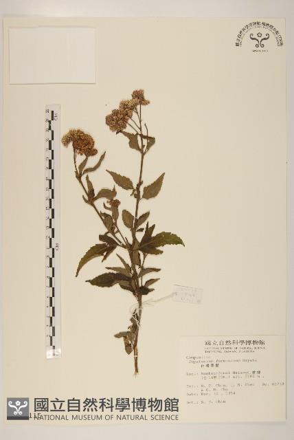 臺灣澤蘭藏品圖，第1張