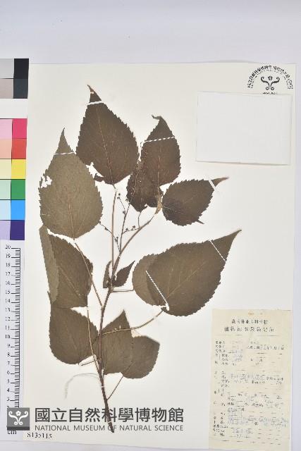 假扎包葉藏品圖，第1張