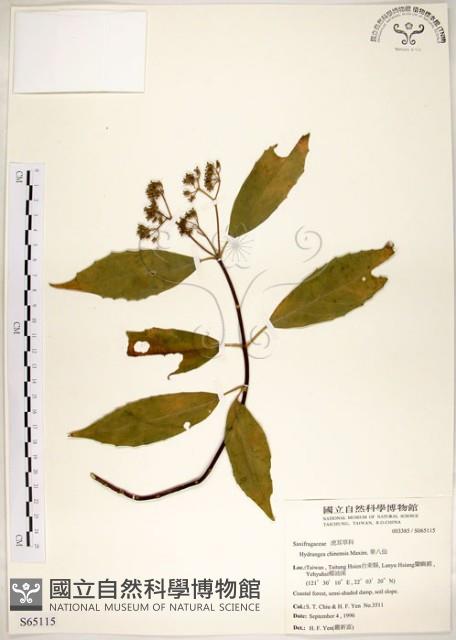 華八仙藏品圖，第1張