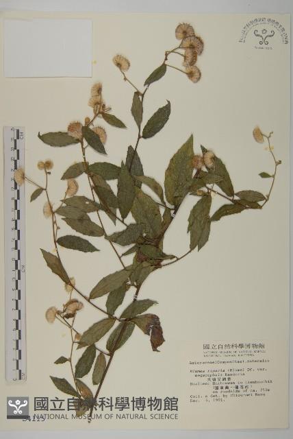 大頭艾納香藏品圖，第1張