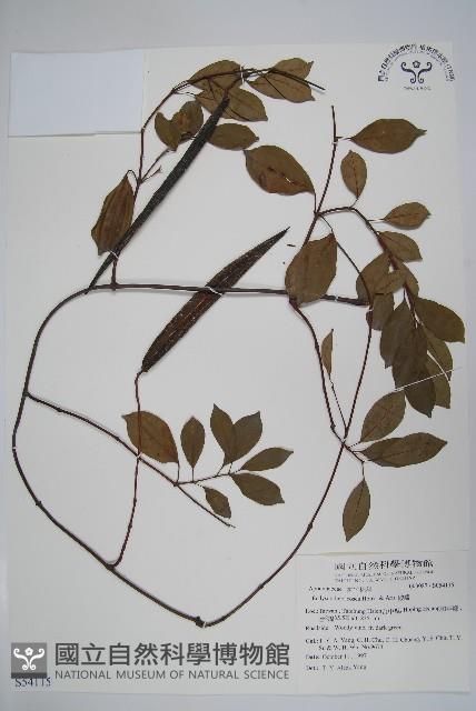 酸藤藏品圖，第1張