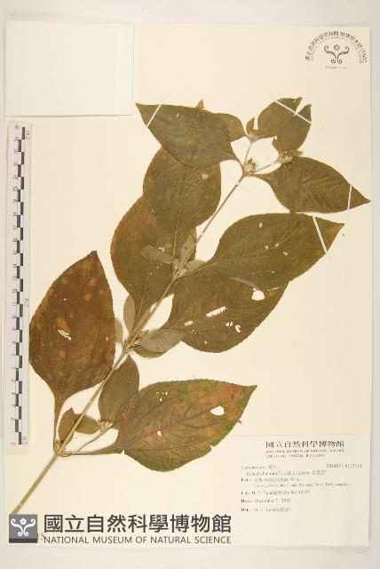 金腰箭藏品圖，第1張