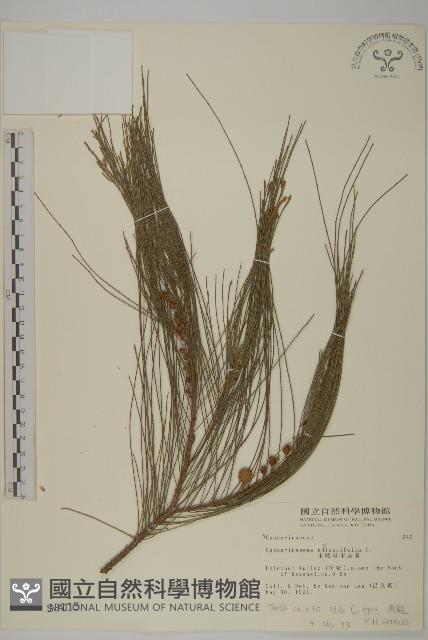 木麻黃藏品圖，第1張