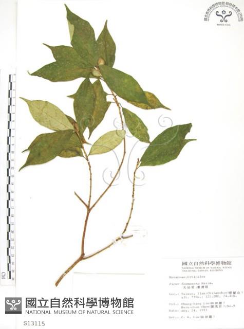 天仙果、臺灣榕藏品圖，第1張