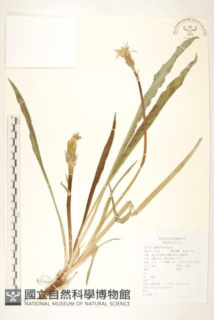 桃葉鴉蔥藏品圖，第1張