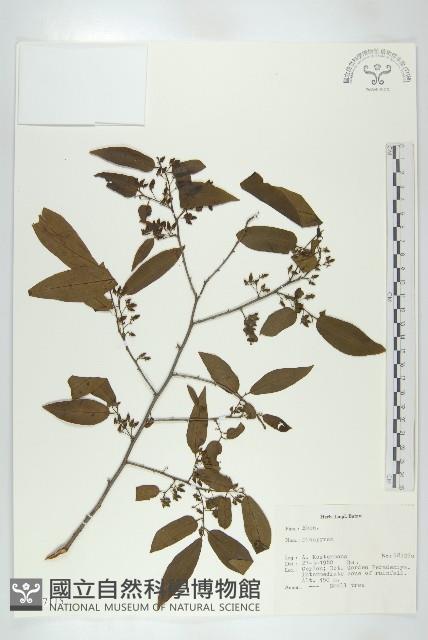 登錄號:S047115藏品圖，第1張