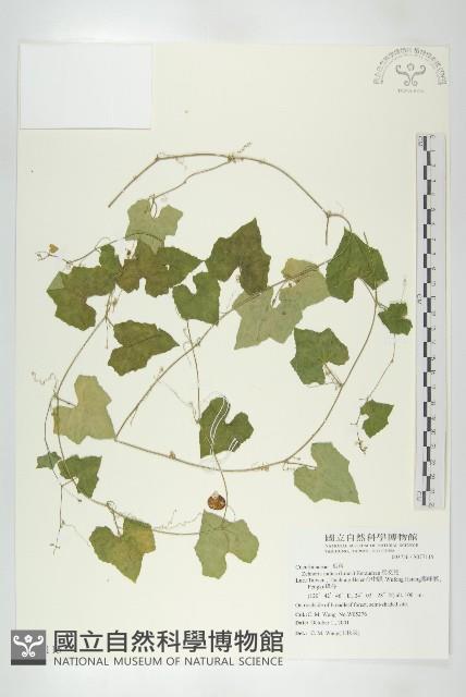 馬交兒藏品圖，第1張