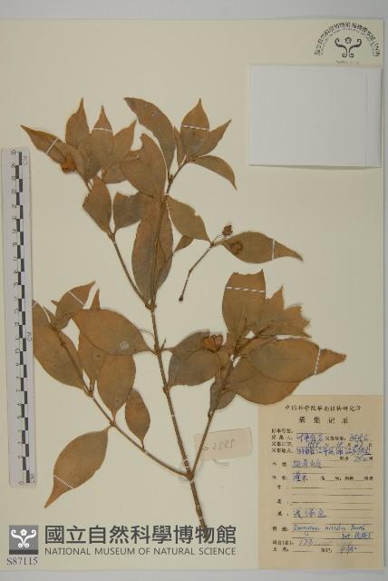 亮葉衛矛、中華衛矛藏品圖，第1張