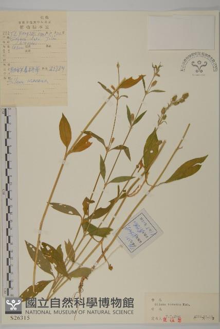 朝鮮麥瓶草藏品圖，第1張