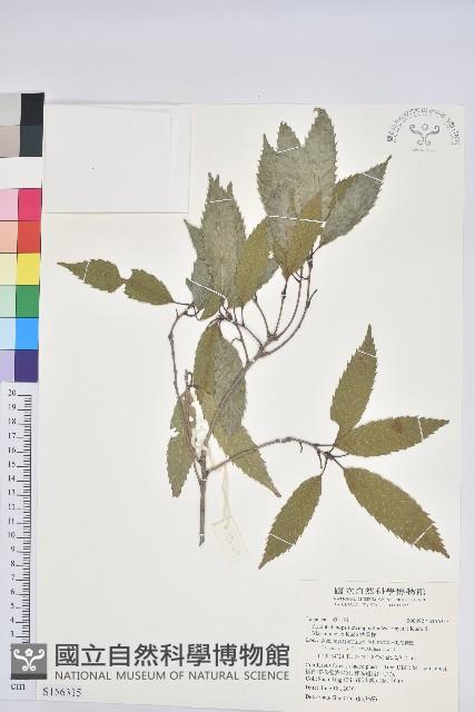 狹葉櫟藏品圖，第1張