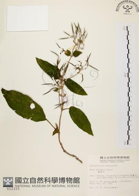 旋莢木藏品圖，第1張