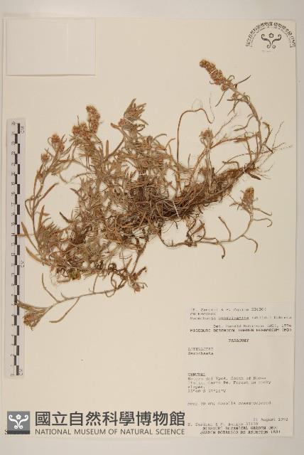 匙葉鼠麴草藏品圖，第1張