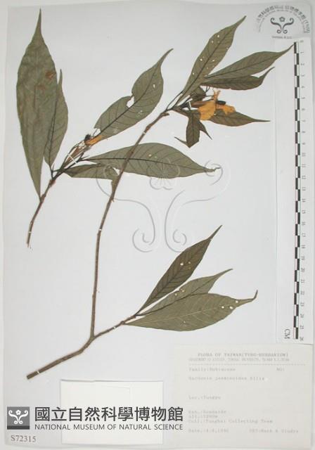 山黃梔藏品圖，第1張