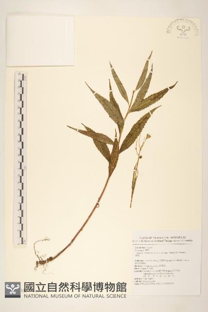 黃菀藏品圖，第1張