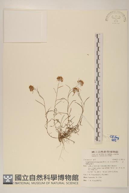 細葉鼠麴草藏品圖，第1張