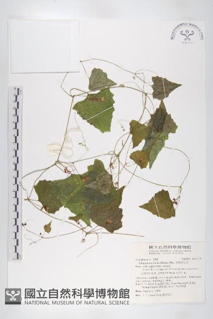 黑果馬交兒藏品圖，第1張