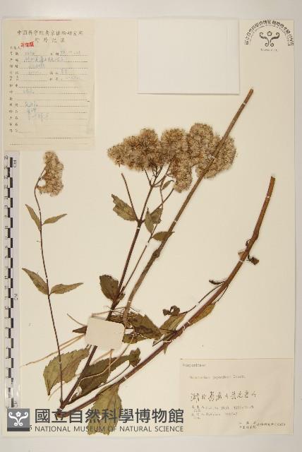 佩蘭、澤蘭藏品圖，第1張