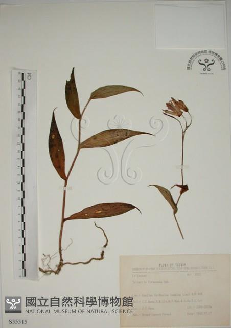 臺灣油點草藏品圖，第1張