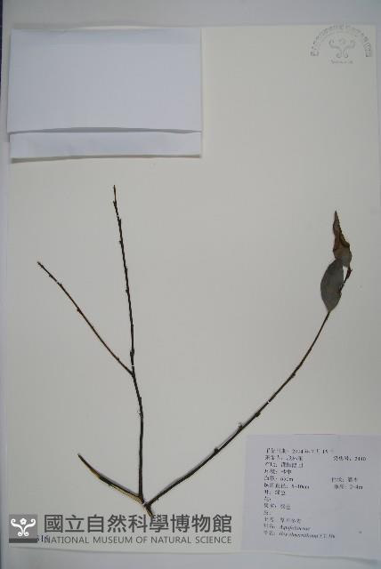 厚葉冬青藏品圖，第1張