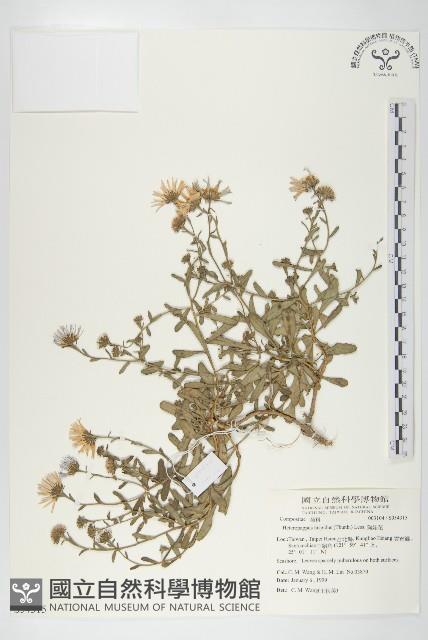 狗娃花藏品圖，第1張