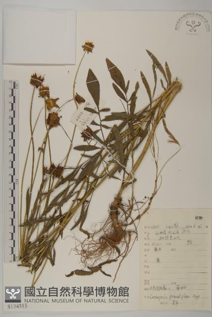 大花金雞菊藏品圖，第1張