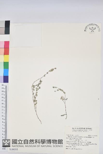 鵝鑾鼻大戟藏品圖，第1張