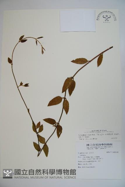 阿里山忍冬、漸尖葉忍冬藏品圖，第1張