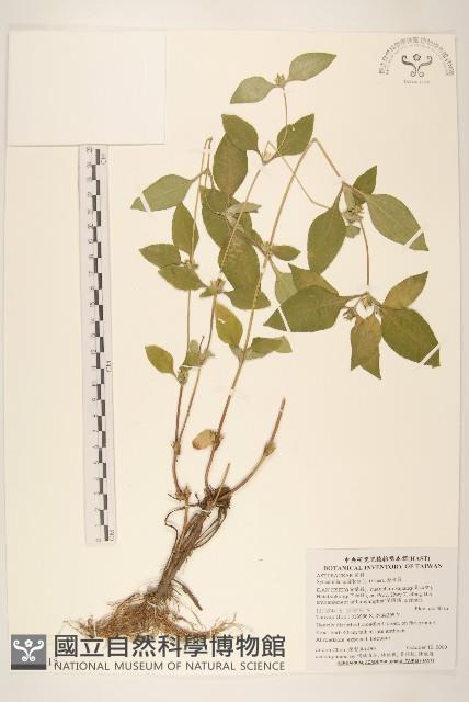 金腰箭藏品圖，第1張