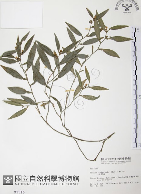 柚葉藤藏品圖，第1張
