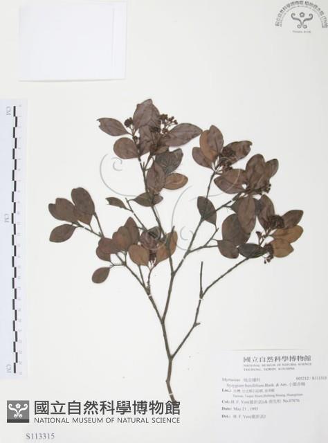 小葉赤楠藏品圖，第1張