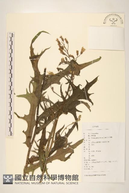 鵝仔草藏品圖，第1張