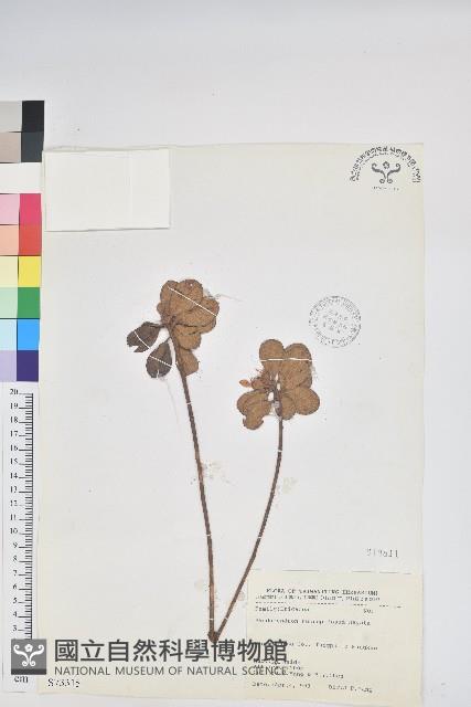 紅毛杜鵑藏品圖，第1張