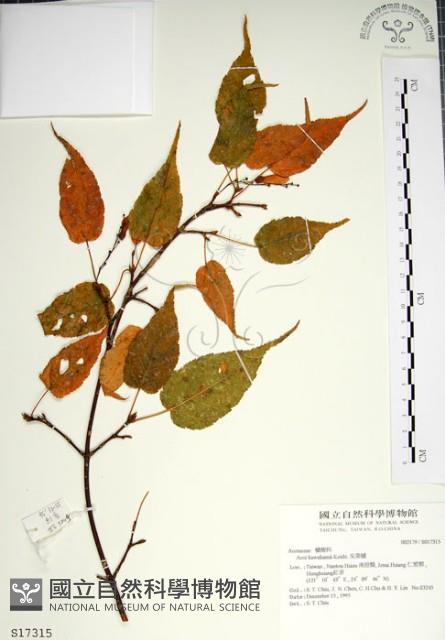 尖葉槭藏品圖，第1張