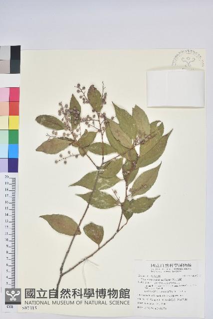 巒大越橘藏品圖，第1張