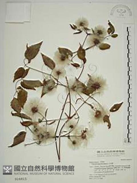 小木通藏品圖，第1張