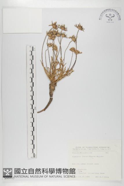 玉山山蘿蔔藏品圖，第1張