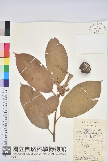 Accession Number:S086815 Collection Image