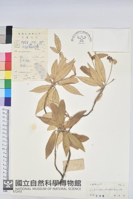 裡白巴豆藏品圖，第1張