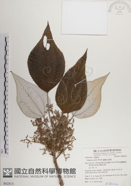 蘭嶼水絲麻藏品圖，第1張