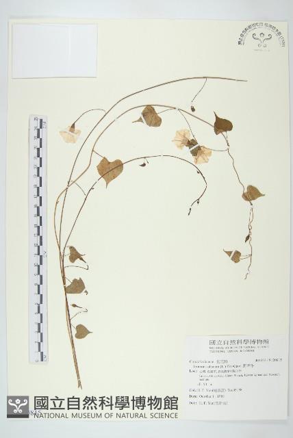 野牽牛藏品圖，第1張