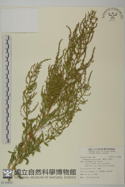 臭杏、土荊芥藏品圖，第1張