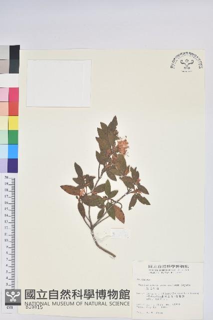 紅毛杜鵑藏品圖，第1張