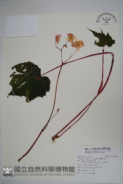 溪頭秋海棠藏品圖，第1張