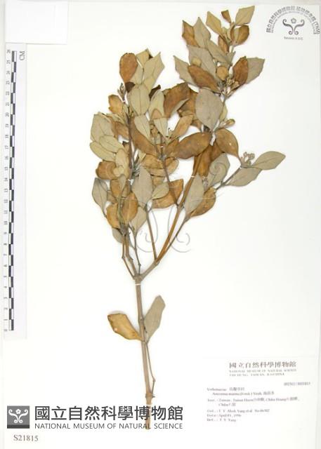 海茄苳藏品圖，第1張