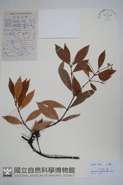 紅杜仲藤藏品圖，第1張