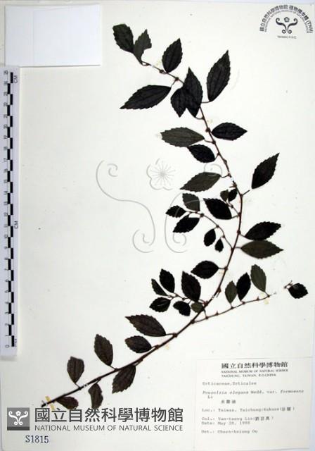 水雞油藏品圖，第1張