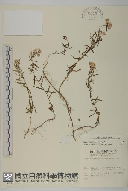 玉山抱莖籟簫藏品圖，第1張