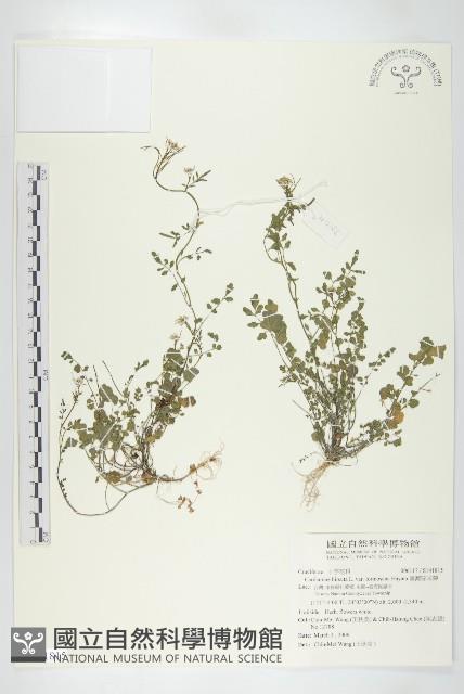 臺灣碎米薺藏品圖，第1張