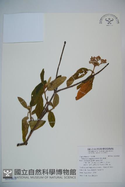 密生莢迷藏品圖，第1張