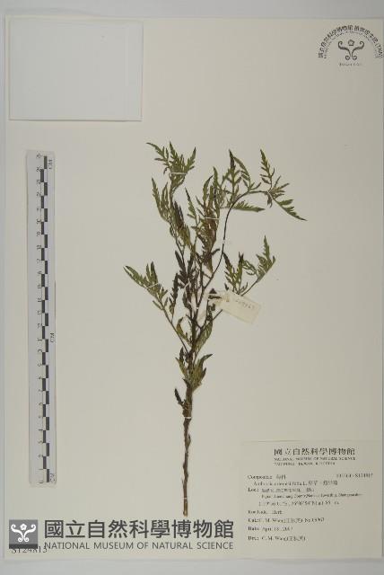 豬草、瘤果菊藏品圖，第1張